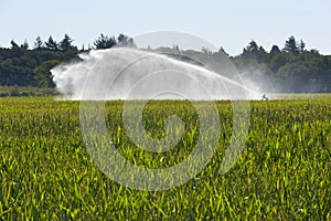 Irrigating maize in summer photo