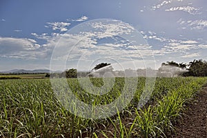 Irrigating A Sugar Cane Crop In Australia