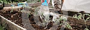 Irrigating water from a watering can into the soil in the garden bed for planting seedlings of organic tomato plant sprouts in the