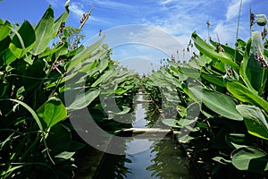 Irrigation acequia in canna lilies on sunny summer day