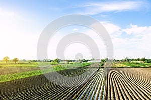 Irrigation of agricultural farm fields. Growing and food production of vegetables. Agronomic farming. Water resources. photo