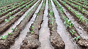 Irrigation cabbage in the field. Traditional natural watering. Eco-friendly products. Agriculture and farmland. Crops. Ukraine, Kh