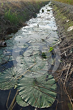 Irrigation Canal