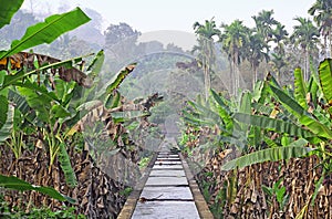 Irrigation Canal through Kerala Banana Plantation