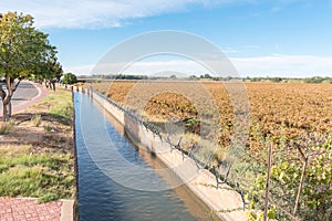 Irrigation canal and vineyard in autumn colors in Keimoes