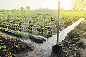 Irrigation canals with water on the plantation field. Water supply system, cultivation in arid regions. Agronomy. Rural