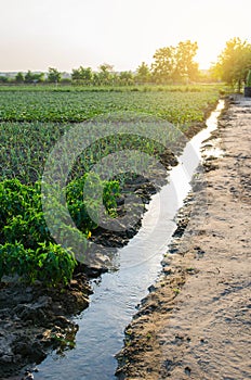 Irrigation channel filled with water. Water from an underground well is supplied for watering a potato plantation. European