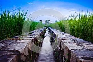 Irrigation channel with water through rice field