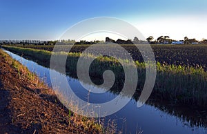 Irrigation channels surround asparagus crops in south eastern Victoria. photo
