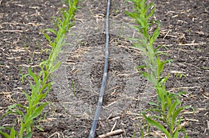 Irrigation of corn field