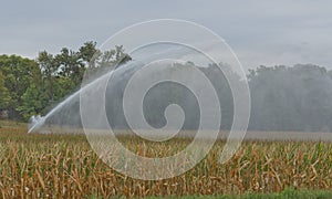 Irrigation of Corn Field