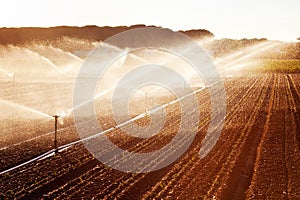 Irrigation in Corn Field