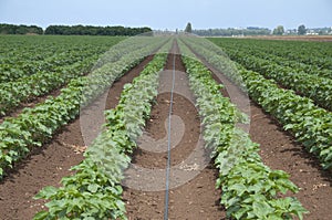 Irrigation of cotton field