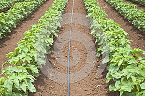 Irrigation of cotton field