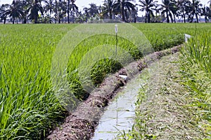 Irrigation ditch