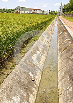Irrigation ditch of rice field
