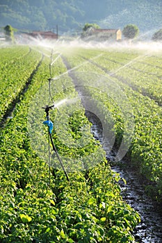 Irrigation on farm field
