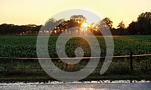 irrigation farm fields sunset hot air balloon water trees