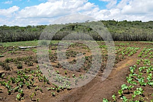 Irrigation farming in rural Kenya photo