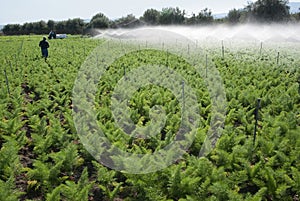 Irrigation Of Field