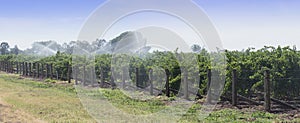 Irrigation of Grape Vines with Overhead Sprinklers.