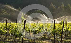 Irrigation of grape vineyard, California.