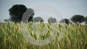 Irrigation of green wheat field.