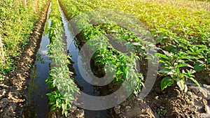 Irrigation and growing young pepper in the field. Watering of agricultural crops. Farming and agriculture. Agroindustry and