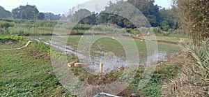 During irrigation the the heron eating  keera mkora in wheat crops in madhubani bihar india