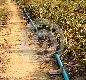 Irrigation hose in a pineapple field