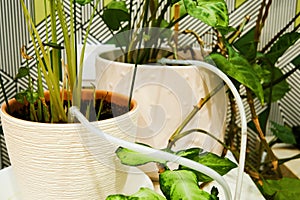 Irrigation of indoor plants with automatic drip irrigation system