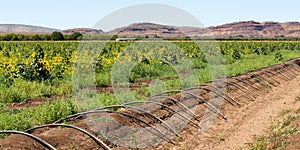 Irrigation in Kununurra photo