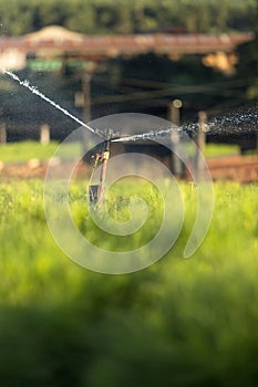 Irrigation machine in a pine tree nursery