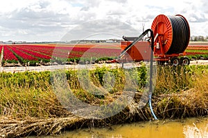 Irrigation machine on the tulip field