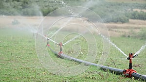 Irrigation of the newly planted field with automatic irrigation system