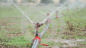 Irrigation of the newly planted field with automatic irrigation system