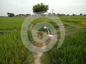 Irrigation of paddy field in India, Bihar photo