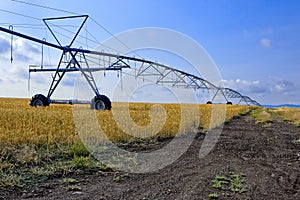 Irrigation pipeline in farm field