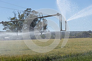 Irrigation pivot in a field of wheat