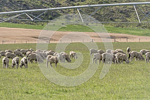 Irrigation plant metal framework and sheep flock in green countryside, near Omarama, New Zealand