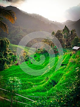 Irrigation of rice fields and mountains