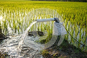 Irrigation of rice fields using pump.