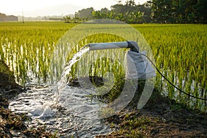 Irrigation of rice fields using pump.
