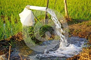 Irrigation of rice fields using pump.