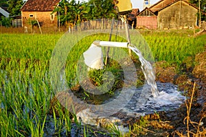 Irrigation of rice fields using pump.
