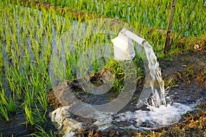 Irrigation of rice fields using pump.