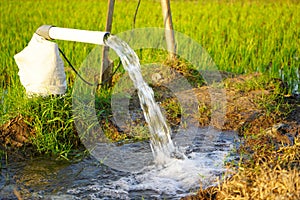 Irrigation of rice fields using pump.