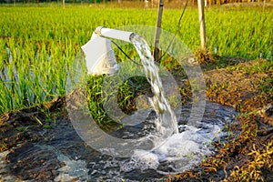Irrigation of rice fields using pump.