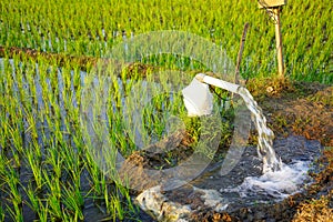 Irrigation of rice fields using pump.