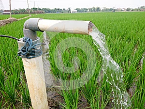 Irrigation of rice fields using pump wells with the technique of pumping water.